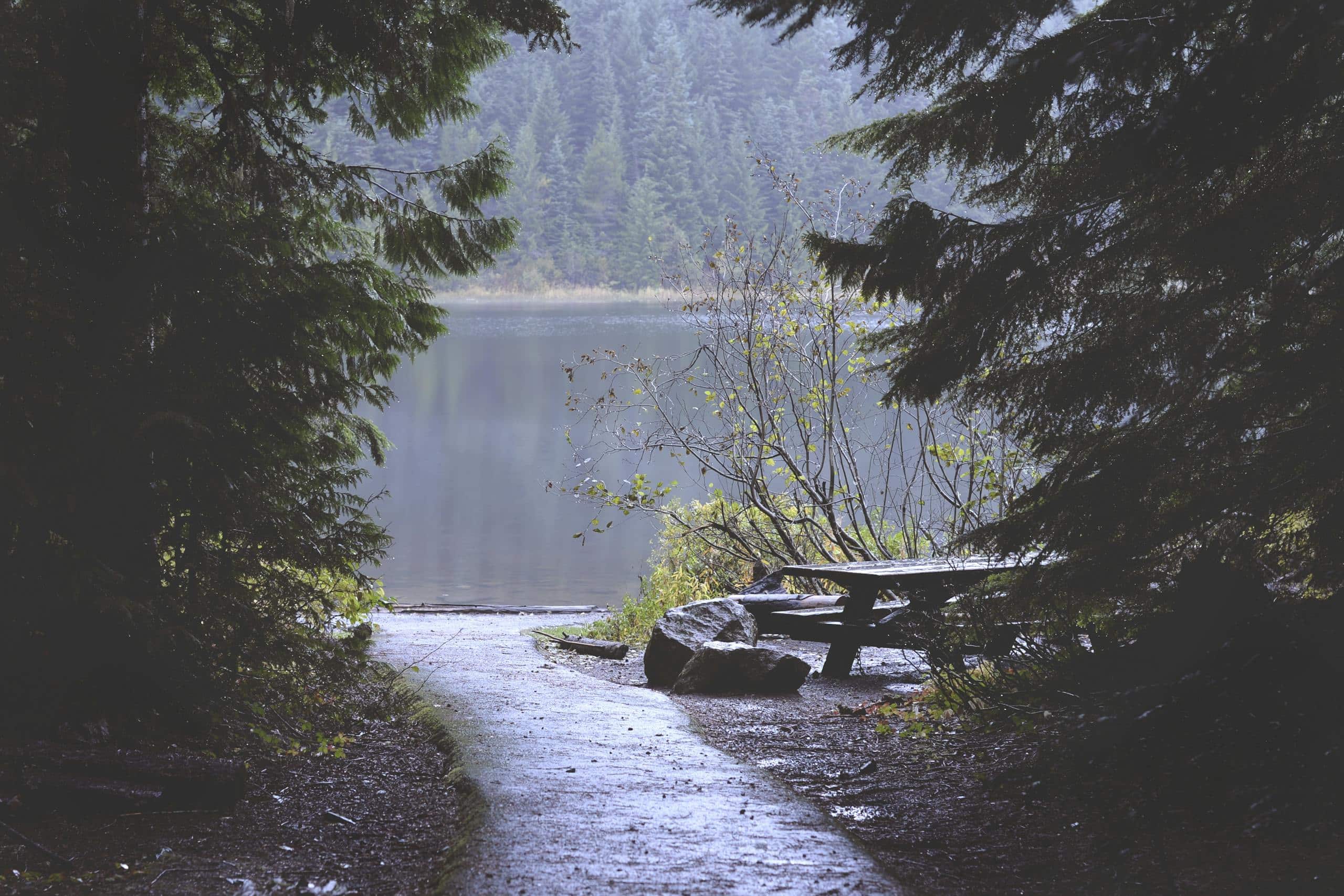 A serene forest path leads to a misty lake with a picnic table under the trees.