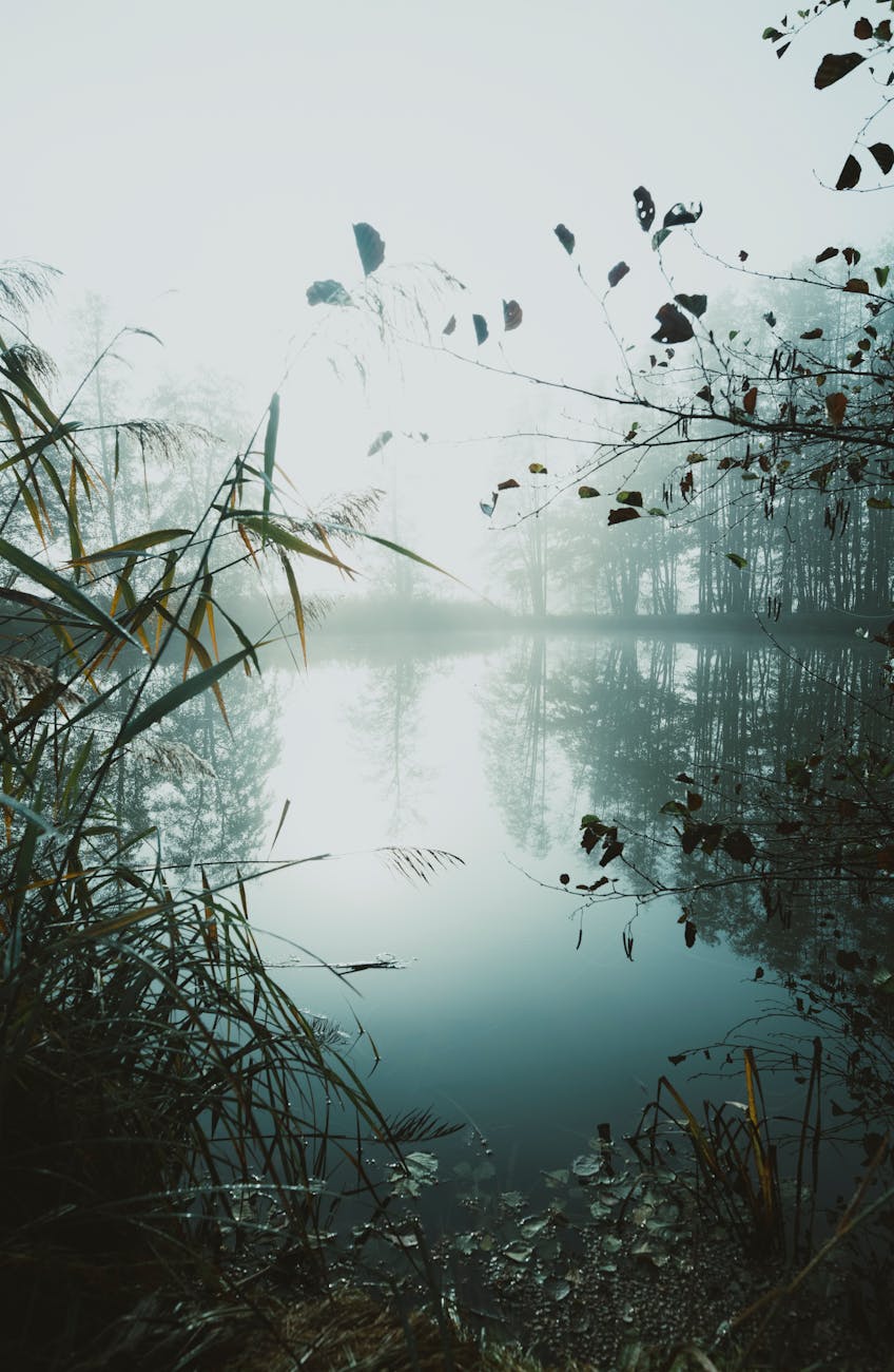 light nature water summer